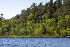 Tyresta By National Park close to Stockholm city Tyresta By National Park close to Stockholm city